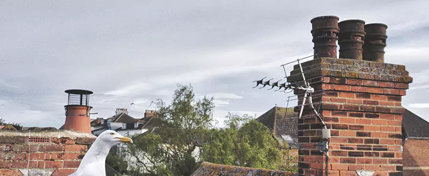 Chimney Cleaning And Restoration in Martha Lake, Washington